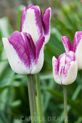 Tulip 'Shirley'. Brilley Court Farm, Whitney-on-Wye, Herefordshire, UK