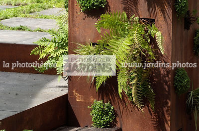 Dryopteris (Fougère) et Soleirolia soleirolii (helxine) dans un panneau d'acier Corten de Eric Ferber. Paysagiste : Didier Danet. Paris