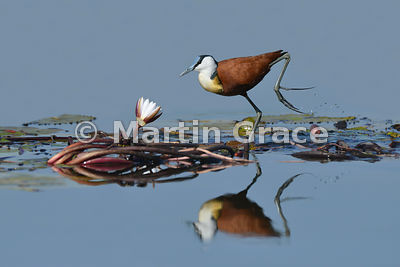 African Jacana