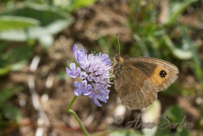 Erebia aethiops