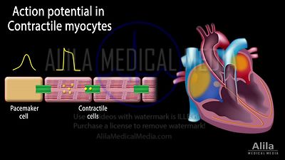 Potentiel d'action cardiaque, animation en Anglais, partie 2 - Myocytes contractiles