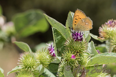 Lycaena virgaureae