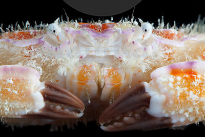 Platypodia sp.