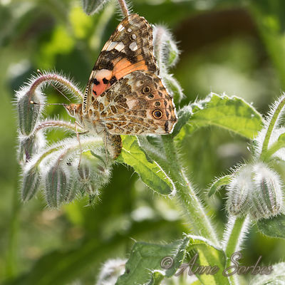 Vanessa cardui