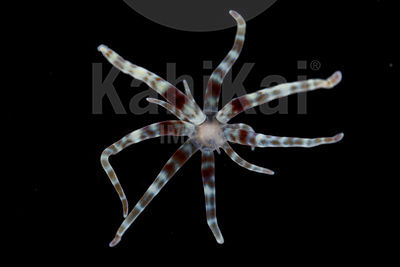 Boloceroides mcmurrichii