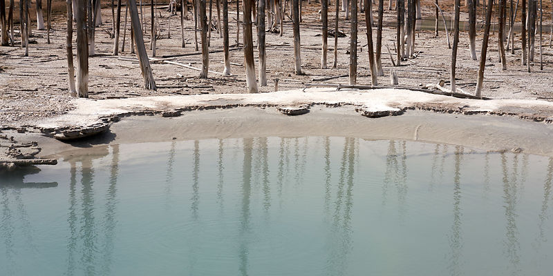 Reflecting Ghost Trees