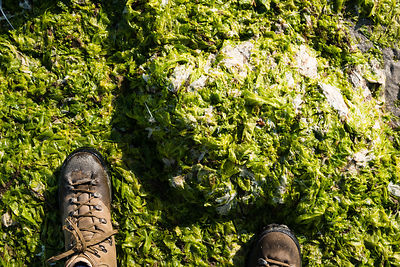 Chaussures dans les algues vertes plage de St-Maurice, anse de Morieux, réserve naturelle de la baie de St-Brieuc.