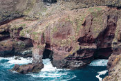 Site de nidification des albatros à sourcils noirs (Thalassarche melanophris), Kerguelen