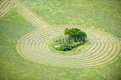 Field, Tanworth-in-Arden, Warwickshire
