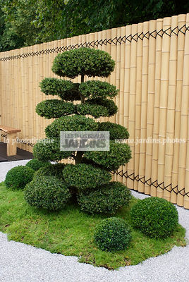 Jardin inspiration japonaise : jardin style japonais, Arbre taillé en nuage : Ilex crenata (houx crenélé du Japon), Paysagiste : Kevin Young, Hampton Court, Angleterre