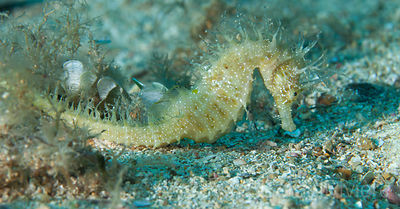 Hippocampe moucheté jaune, Méditerranée. France