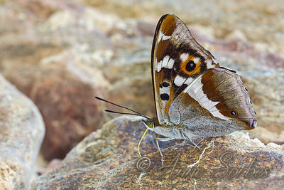 Apatura iris