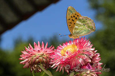 Argynnis paphia
