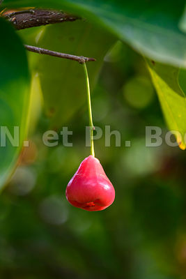 VIETNAM, CAI BE, PEPINIERE//Vietnam, Mekong Delta, Cai Be, plant nursery