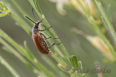 Omophlus sp.