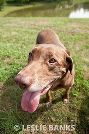 Chocolate Labrador Retriever