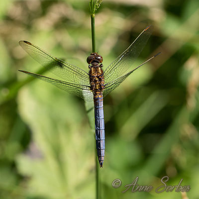 Orthetrum coerulescens