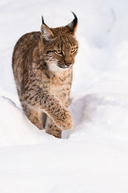 Sven Michiels - Photography