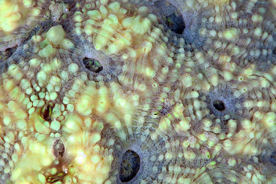 Acanthastrea