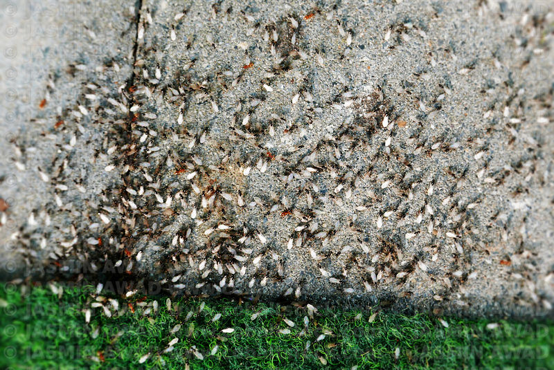 Winged ants gathering before the flight
