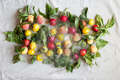 Fresh farm peaches laid our on a linen cloth