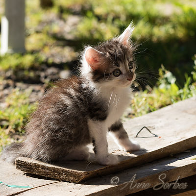 Chaton