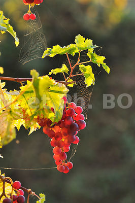 FRANCE, INDRE ET LOIRE, VIGNOBLE // France, Indre Et Loire, Vineyard