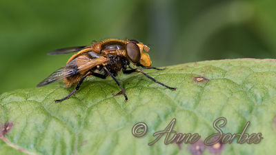 Volucella inflata