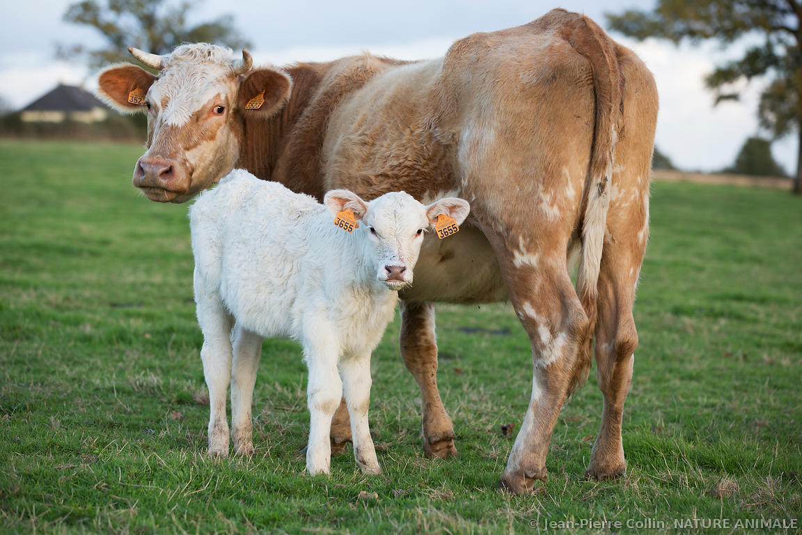 Epingle Par Jim Durham Sur French 4 Cattle Breeds Photo Vache Vache Veau