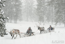 Reindeer sledges in snowstorm