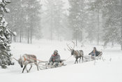 Reindeer sledges in snowstorm