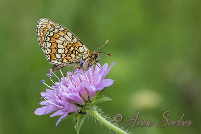 Melitaea parthenoides
