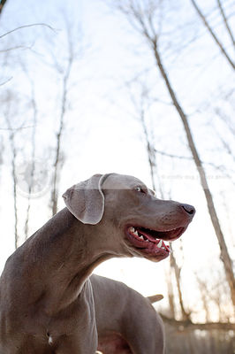 portrait of expressive grey dog with minimal background