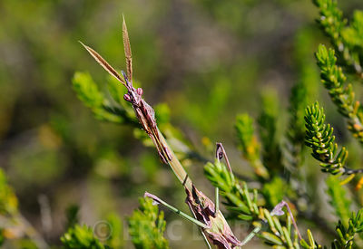 Herbe diabolique
