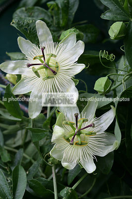 Passiflora coerulea 'Constance Elliott' (passiflore blanche). Passifloraceae. Grimpante à feuillage persistant. Floraison été.