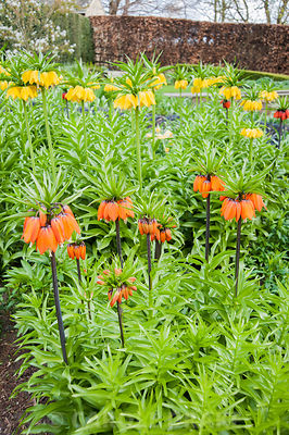 Crown imperials, Fritillaria imperialis, in the Canal Garden. York Gate Garden, Adel, Leeds, Yorkshire