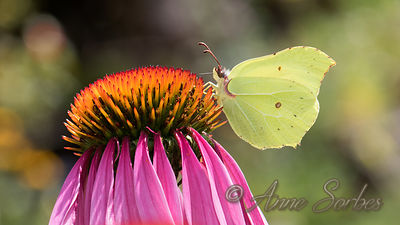 Gonepteryx rhamni