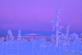 Snow-covered dead tree trunk and lonely fell landscape under a pink sky