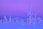 Snow-covered dead tree trunk and lonely fell landscape under a pink sky