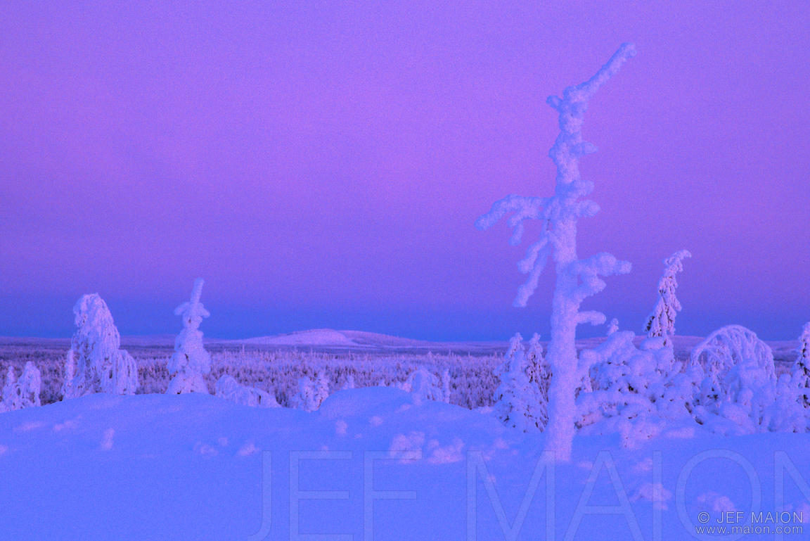 Snow-covered dead tree trunk and lonely fell landscape under a pink sky