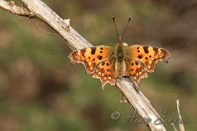Polygonia c-album