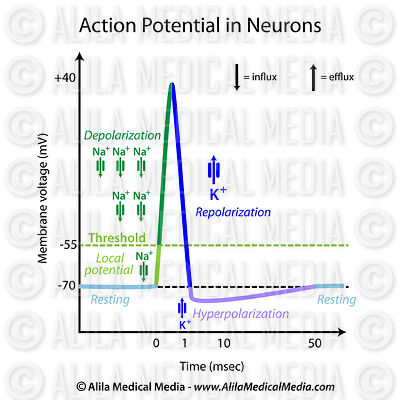 Potencial de ação em neurônios