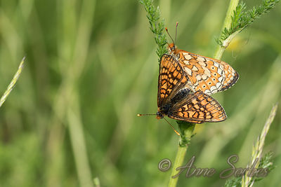 Euphydryas aurinia