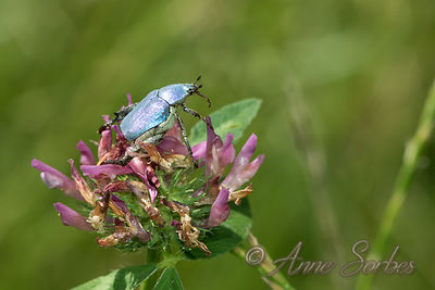 Hoplia coerulea
