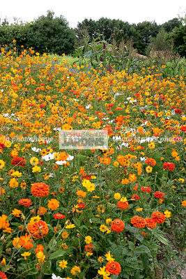 Massif, Talus, Mélange floral, Jachère fleurie, Annuelle, Cosmos sulphureus ‘Cosmic Orange’ (cosmos sulphureux), Orange cosmos, Cosmos bipinnatus ‘Sonata blanc’, Cupflower, Zinnia géant à fleur de dahlia ‘Golden State’, Le Potager extraordinaire, Vendée,