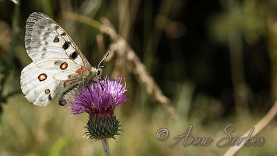 Parnassius apollo