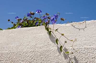 Fleurs