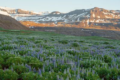 Iceland
