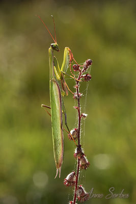 Mantis religiosa