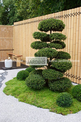 Jardin inspiration japonaise : jardin style japonais, Arbre taillé en nuage : Ilex crenata (houx crenélé du Japon), Paysagiste : Kevin Young, Hampton Court, Angleterre